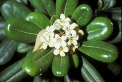 The leaves are oval in shape with edges that curl under and measure up to 10 cm in length. They are leathery, hairless, and darker and shinier on the upper surfaces. The inflorescence is a cluster of fragrant flowers occurring at the ends of branches. The