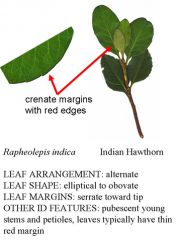 Indian hawthorn
