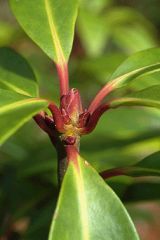 Florida anise is a broad-leaved evergreen shrub or small tree with a compact stature and a maximum height of 10 ft (3 m). The leaves are leathery, smooth and shiny, 2-6 in (5-15 cm) long and an inch or two wide. When crushed, they emit a characteristic an