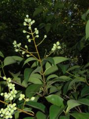 Hairless shrub or small tree; branchlets with conspicuous white lenticels (a small spot appearing on young bark, through which gaseous exchange occurs).

Leaves pear to elliptic or narrow-pear in shape, tips tapering to the point, base rounded, margins 