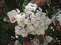 Photinia x fraseri is a large, hybrid (P. glabra and P. serrulata), evergreen shrub that typically grows to 10-15' tall and as wide. It is often commonly called red tip or red top (particularly in the deep South where it has been frequently planted) in ce