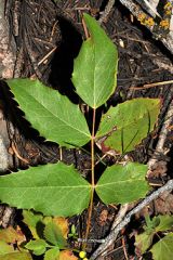 Plant form
Mounding, spreading, broadleaf, evergreen groundcover.
Size
Plant grows about 1-3 feet tall and slowly spreads by creeping underground.
Flowers
Small, bright yellow flowers in clusters appear in spring. They are fragrant.
Leaves and stems