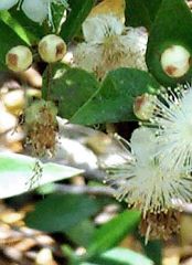 The plant is an evergreen shrub or small tree, growing to 5 m tall. The leaf is entire, 3–5 cm long, with a fragrant essential oil. The star-like flower has five petals and sepals, and numerous stamens. Petals usually are white. The fruit is a round berry