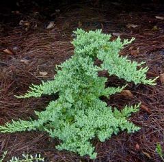 Juniperus procumbens, commonly called Japanese garden juniper, is a dwarf, procumbent, shrubby ground cover that grows 8-18” (less frequently to 24”) tall and spreads by long trailing branches to form a dense mat to 10-15’ wide. Branches spread parallel t