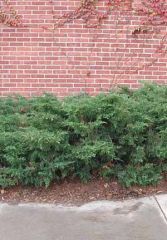 Juniperus chinensis 'Pfitzeriana'