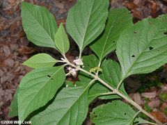 Leaf: Opposite, simple, elliptical to ovate, serrated margin, 3 to 5 inches long, fuzzy above and below, green above, white woolly beneath.
Flower: Small, pink to bluish, tubular, appearing from leaf axils in mid to late summer.
Fruit: Numerous, small, 