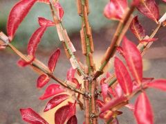 compact winged euonymus