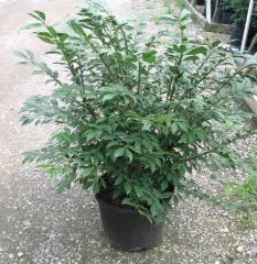'Compactus' is a popular burning bush cultivar. It is a deciduous shrub which is not all that "compact" since it typically grows in a mound to 10' tall with a slightly larger spread, though it can easily be kept shorter by pruning. It features elliptic to