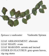 Vanhoutte spirea (also commonly called bridalwreath) is a vase-shaped, deciduous shrub with branching that arches gracefully toward the ground. It is a hybrid cross between S. trilobata x S. cantoniensis. It typically grows 5-8’ tall with a spread to 7-10