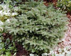 Dense, rounded symmetrical, flat-topped, spreading shrub; depression in center
Foliage: 3/4" Dark, dull gray-green leaves; flat, thin and slightly curved; crowded on branch; horizontal layers