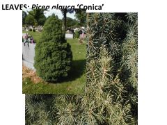 Picea glauca 'Conica'
