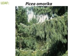 Serbian Spruce