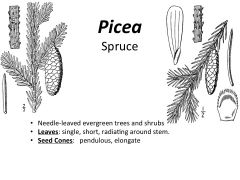 Spruce
Needle-leaved evergreen trees and shrubs
Leaves: single, short, radiating around stem.  
Seed Cones:   pendulous, elongate