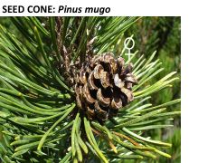 mugo pine