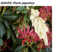 Pieris japonica