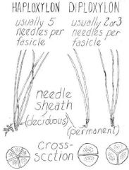 The individual needles in one fascicle , when viewed in cross section, are like pie-shaped segments which fit together form a complete circle. Therefor each needle has a hemispherical cross section (if there are 2 needles per fascicle) or triangular cross