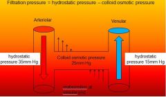 Loss of fluid from the plasma owing to hydrostatic pressure is opposed by reabsorption of fluid into plasma owing to oncotic pressure/colloid osmotic pressure. The impermeance of plasma proteins draws fluid back into capillaries.