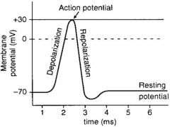 Depolarisation results in an AP (30mV), followed by repolarisation, a refractory period, then back to the resting potential (-70mV)