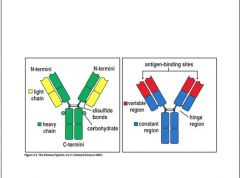 Antibodies are made from 4 polypeptides--2 heavy chains and 2 light chains which are linked by disulfide bonds. N-termini contains the variable (V) region, including the antigen binding site, which is  reason for diverse antigen binding specificity. C-ter