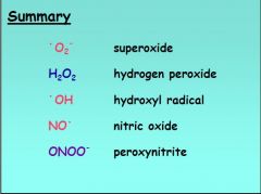 Primary ROS: Superoxide and Nitric oxide (primary RNOS). The others are secondary ROS.