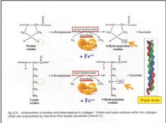 Vitamin C is a strong reducing agent, an antioxidant, and a cofactor in hydroxylation reactions. It is a required cofactor for enzymes that catalyze the hydroxylation of proline and lysine residues during-collagen synthesis (cross linking).