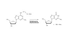 direct repair of alkylated guanin in DNA

- accelerates reaction but is not a true enzyme because it cannot turn over.  Once the cysteine is alkylated, the enzyme is dead