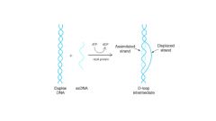 catalyzes strand exchange between homologous DNA molecules

- needs ATP