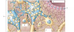 Neuroglia in the CNS