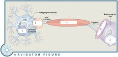 Overview of Neural Activities