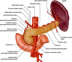 common hepatic artery arises from the celiac trunk and courses to the right of the abdomen and branches into the GDA and proper HA