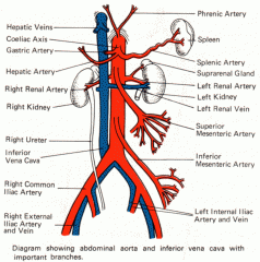 leaves the renal hilum and travels anterior to the aorta, posterior to the superior mesenteric artery, to empty into the lateral wall of the inferior vena cava