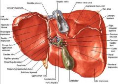 smallest lobe of the liver; lies posterior to the left lobe and anterior to the inferior vena cava; superior border is the ligamentum venosum
