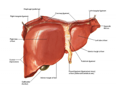 most superior aspect of the liver at the level of the diaphragm