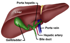 central area of the liver where the portal vein, common duct, and hepatic artery enter; this triad makes the area appear slightly more echogenic