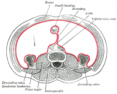 group of muscles that originate at the hilum of the kidneys and lie lateral to the spine