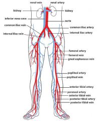 upper part of the venous drainage system of the lower extremity found in the upper thigh and groin that empties into the inferior vena cava at the level of the diaphragm
