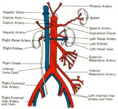 arises from the posterolateral wall of the aorta and travels posterior to the inferior vena cava to supply the kidney