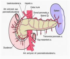 arises inferior to the celiac axis to supply the proximal half of the colon and the small intestine