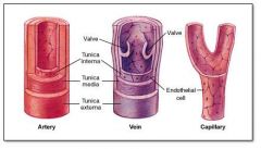 inner layer of the vascular system