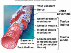 tiny arteries and veins that supply the walls of blood vessels
