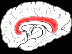 Cingulate gyrus