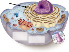 What are 2 functions of this organelle?