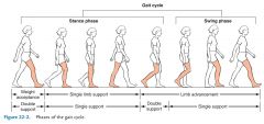 60% of Gait Cycle
