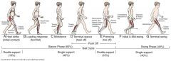 40% of Gait Cycle