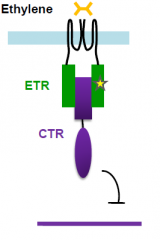Mutations that affect ethylene perception and signaling interfere with triple response.
etr mutant fail to undergo triple response in the presence of ethylene
ctr mutant undergoes triple response in the absence of ethylene