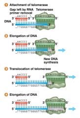 -telomeres: copies of short repeated sequences - not functional genes, just a buffer/protective region
-tetrahymena (protozoan): telomeric repeat = 5'-TTGGGG-3'
-telomerase enzyme: lengthens chromosome ends by extending the template strand telome...