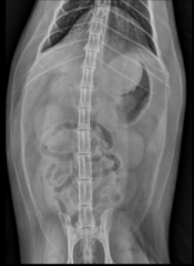 Neoplasia, pythiosis, zygomycosis
any region of stomach may be involved
radiographic appearance variable
dependent on size shape and location
-may be identified as a mass lesion projecting into the gastric lumen
-positive contrast may depict ...