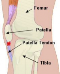 - Shaped like a sesame seed. 
- Type of short bone with a tendon


- Patella (kneecap)