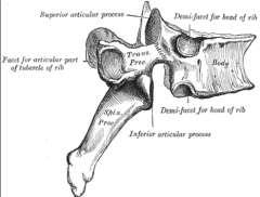 - Irregular shapes that do not fit into the other categories


- Vertebrae
- Some skull bones
- Hip bones