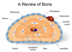 - Mature bone cells
- Embedded in the matrix
- Help repair damaged bone
- Most numerous of the three types in an adult